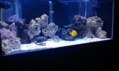 front tank all fish.webp