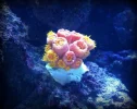 sun-polyp-coral.webp