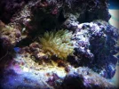 anemone_01.webp