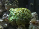 Zoas.webp