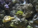 Fragged Zoas.webp