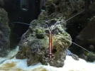 Cleaner Shrimp.webp