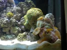 Mushrooms and Zoas 2.webp