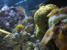 Mushrooms and Zoas.webp