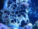 75 gallon salt 015.webp