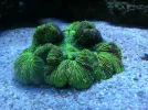 brain coral.webp