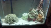 saltwater aquarium 1.webp