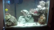 saltwater tank 2.webp