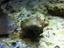 algae2.webp