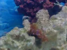 aquarium 002.webp