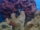 aquarium 005.webp