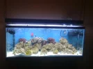 aquarium 007.webp