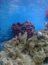 aquarium 009.webp