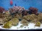 aquarium 010.webp