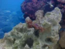 aquarium 011.webp