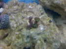 aquarium 012.webp