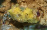yellowsponge.webp