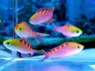 s Basslet-Pseudanthias lori.webp