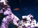 wrasse 1.webp