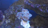 Trumpet Coral.webp