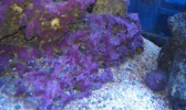 Coraline Algae.webp