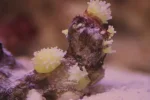 Mystery coral 4.webp