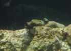 happy little green coral.webp