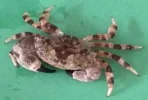 crab006a.webp