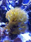 nicks coral 7.webp