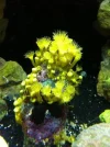 nicks coral.webp