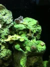 nicks coral 2.webp