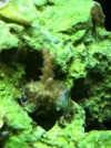 nicks coral 3.webp