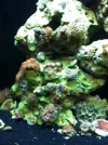 nicks coral 4.webp