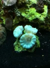 nicks coral 5.webp