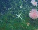 starfish.webp