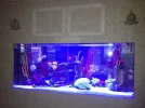 fish tank.webp