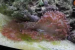 Aquarium 008.webp