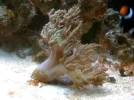 splitting coral.webp