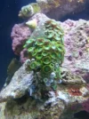 coral before.webp