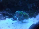 frogspawn splitting.webp