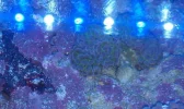 hammer coral.webp