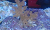 kenya tree coral.webp