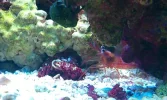 PEPPERMINT SHRIMP.webp