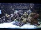 tank feb 25 2013.webp