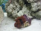 mushroomcoral.webp