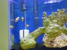 Clown Fish Day 15[1].webp