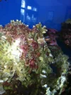 coral 1.webp