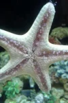 starfish.webp