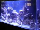 Aquarium 3.webp