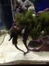 seahorses1.webp